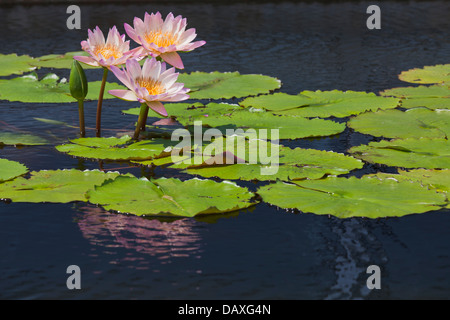 Rosa Seerosen Nymphéas Stockfoto