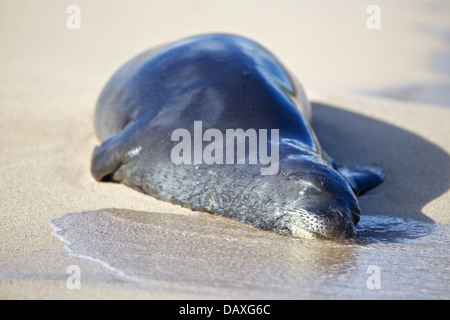 Männliche hawaiianische Mönchsrobbe ruht auf dem Sand am Poipu Beach auf der Insel Kauai, Hawaii. Stockfoto