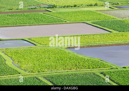 Luftaufnahme von Taro-Felder in der Nähe von Hanalei, auf der Insel Kauai, Hawaii. Stockfoto