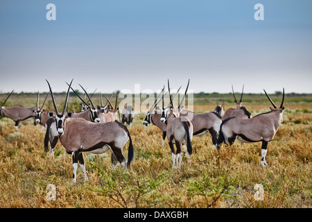 Herde von Oryx (Oryx Gazella), Central Kalahari Game Reserve, Botswana, Afrika Stockfoto