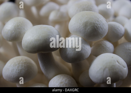 Buche-Pilze, weiße Shimeji Pilz Nahaufnahme Stockfoto