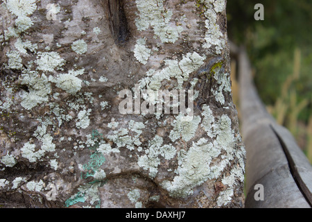 Der Pilz auf der Rinde. Stockfoto