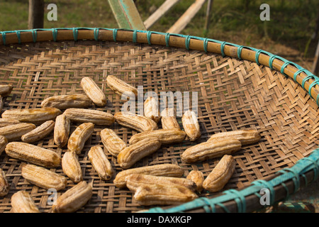 Getrocknete Banane auf einen Reis dreschen Korb Thai-Stil. Stockfoto