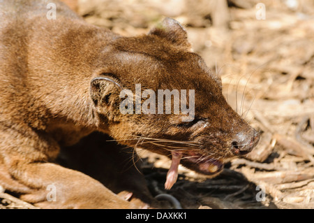 Madagassische Fossa (Cryptoprocta Ferox), ein Mitglied der Mungo Familie indiginous nach Madagaskar, Essen ein kleines Säugetier Stockfoto