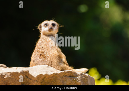 Erdmännchen oder erdmännchen (Suricata suricatta) Stockfoto