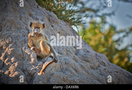 junge Chacma Pavian, Papio Ursinus, Chitabe, Okavango Delta, Botswana, Afrika Stockfoto