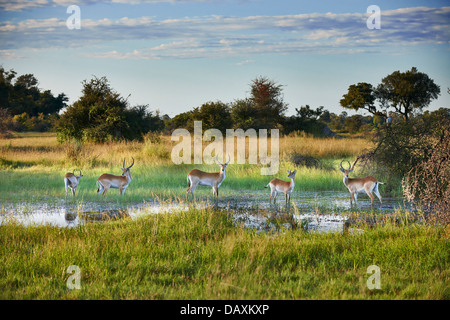 Roten Letschwe Antilopen, Kobus Leche, Chitabe, Okavango Delta, Botswana, Afrika Stockfoto