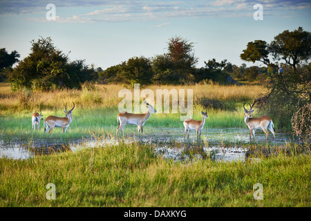 Roten Letschwe Antilopen, Kobus Leche, Chitabe, Okavango Delta, Botswana, Afrika Stockfoto