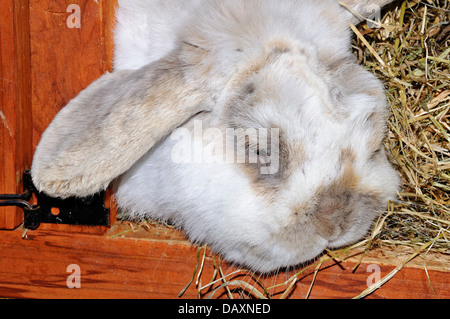 Nahaufnahme von einem Zwerg Lop (Mini Lop) Kaninchen in einen Stall. Stockfoto
