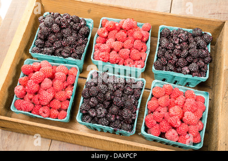 Eine Holzkiste mit Körben von roten Himbeeren und schwarze Himbeeren Stockfoto