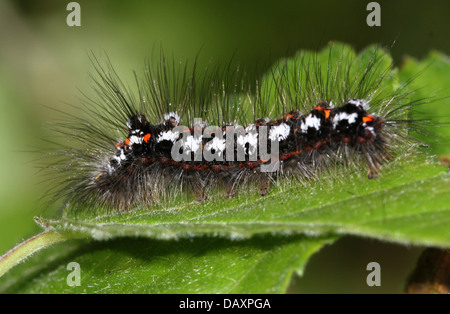 Nahaufnahme von einem der Raupe des männlichen gelb-Tail Moth (Euproctis Similis, a.k.a. Goldtail Motte oder Swan Schmetterling) Stockfoto