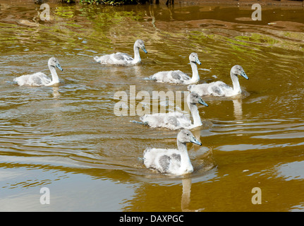 Sechs junge Cygnets schwimmen entlang der Trent und Mersey Kanal in der Nähe von Ritt Heide Cheshire England Vereinigtes Königreich UK Stockfoto