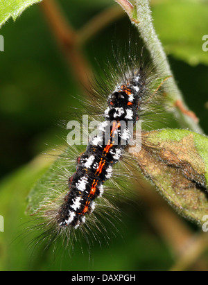 Nahaufnahme von einem der Raupe des männlichen gelb-Tail Moth (Euproctis Similis, a.k.a. Goldtail Motte oder Swan Schmetterling) Stockfoto