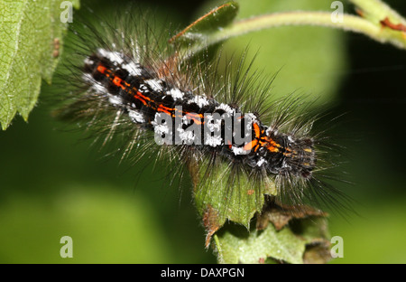 Nahaufnahme von einem der Raupe des männlichen gelb-Tail Moth (Euproctis Similis, a.k.a. Goldtail Motte oder Swan Schmetterling) Stockfoto