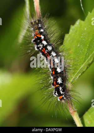 Nahaufnahme von einem der Raupe des männlichen gelb-Tail Moth (Euproctis Similis, a.k.a. Goldtail Motte oder Swan Schmetterling) Stockfoto