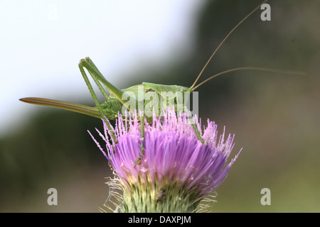 Nahaufnahme einer weiblichen Upland Green Bush Grille (Tettigonia Cantans) auf Nahrungssuche auf einer Distel Blume Stockfoto