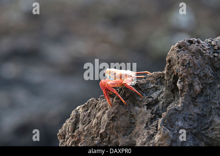 Sally Lightfoot Krabben, Grapsus Grapsus, Las Tintoreras, Isabela Island, Galapagos-Inseln, Ecuador Stockfoto