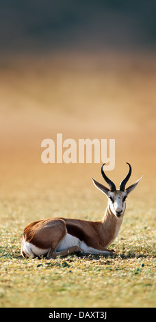 Springbok ruht auf grünen Rasen - Antidorcas Marsupialis - Kalahari - Südafrika Stockfoto