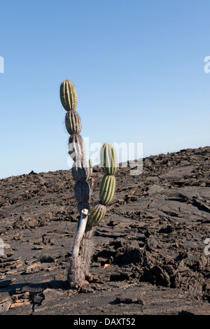 Kaktus, Punta Moreno, Isabela Island, Galapagos-Inseln, Ecuador Stockfoto