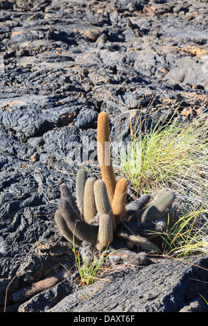 Lava-Kaktus, Brachycereus Nesioticus, Punta Moreno, Isabela Island, Galapagos-Inseln, Ecuador Stockfoto