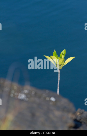 Einzelner Mangrovenpflanze, Punta Moreno, Isabela Island, Galapagos-Inseln, Ecuador Stockfoto