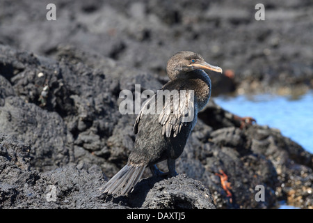 Flugunfähige Kormorane Phalacrocorax Harrisi Punta Moreno, Isabela Island, Galapagos-Inseln, Ecuador Stockfoto