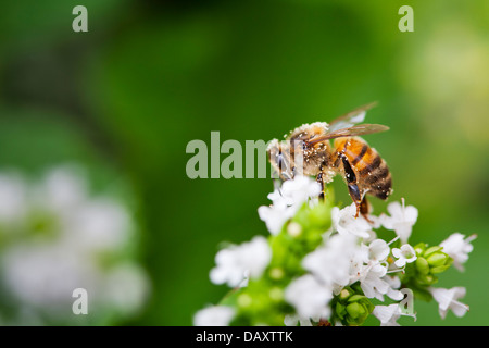 Nahaufnahme der eine Biene auf eine weiße Blume in einem heimischen Garten sitzen. Stockfoto
