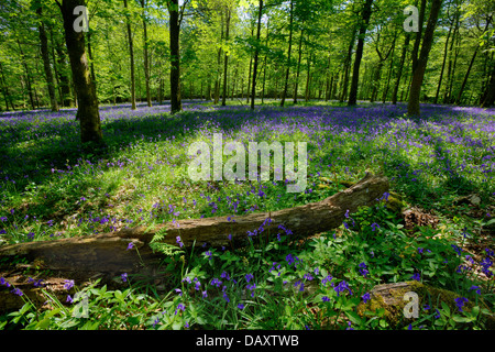 In einem wunderschönen Bluebell Holz, Dorset, England. Fokus auf Log und Blumen im Vordergrund. Stockfoto