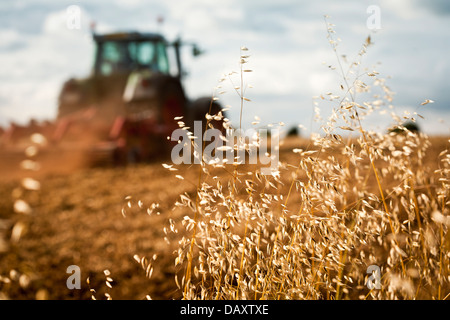 Nahaufnahme der Ernte mit Traktor Pflügen Feld im Hintergrund Stockfoto