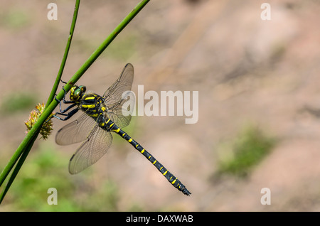 Golden beringt Libelle (männlich) auf weiche rush Stockfoto