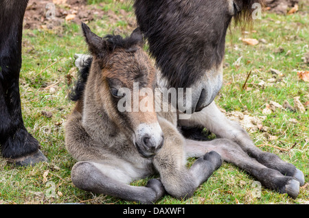 Neugeborene Exmoor Stutfohlen Fohlen geboren auf dem moor Stockfoto