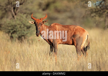 Seltene Kudus Antilope (Damaliscus Lunatus), Südafrika Stockfoto