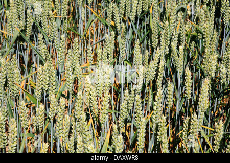 Grüne Ähren vor der Reifung auf einem Bauernhof in Norfolk. Stockfoto