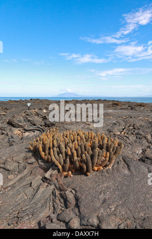 Lava-Kaktus, Brachycereus Nesioticus, Punta Espinoza, Fernandina Insel, Galapagos-Inseln, Ecuador Stockfoto