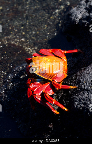 Sally Lightfoot Krabben, Grapsus Grapsus, Punta Espinoza, Fernandina Insel, Galapagos-Inseln, Ecuador Stockfoto