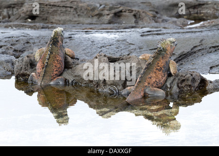 Marine Iguana, Amblyrhynchus Cristatus, Ecuador, Galapagos-Inseln, Insel Santiago, Puerto Egas Stockfoto