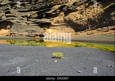 Pflanzen auf der Küste der grünen Lagune in Vulkanlandschaft, El Golfo, Lanzarote, Kanarische Inseln, Spanien Stockfoto