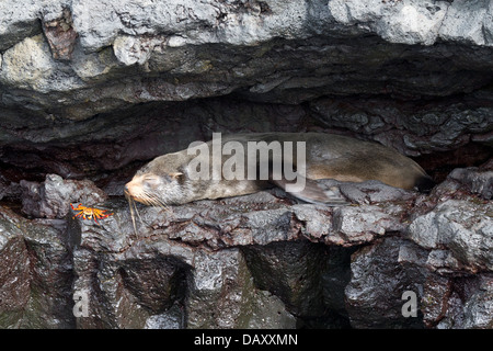 Galapagos-Pelz-Dichtung, Arctocephalus Galapagoensis, Ecuador, Galapagos-Inseln, Insel Santiago, Puerto Egas Stockfoto