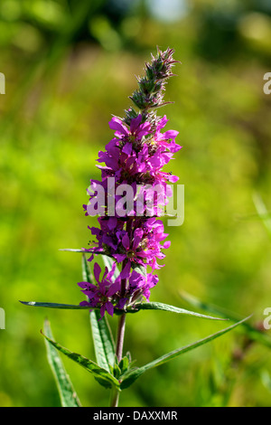 Ein Feuchtgebiet Wiese Blutweiderich Lythrum Salicaria und Reed Betten an den Ufern des River Mole am Betchworth in Surrey Stockfoto