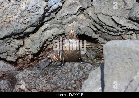 Galapagos-Pelz-Dichtung, Arctocephalus Galapagoensis, Ecuador, Galapagos-Inseln, Insel Santiago, Puerto Egas Stockfoto