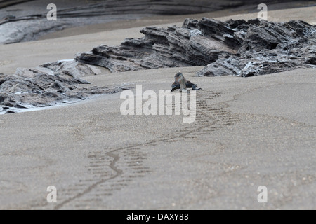 Spuren von einem Marine Iguana, Amblyrhynchus Cristatus, Ecuador, Galapagos-Inseln, Insel Santiago, Puerto Egas Stockfoto