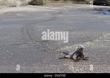 Spuren von einem Marine Iguana, Amblyrhynchus Cristatus, Ecuador, Galapagos-Inseln, Insel Santiago, Puerto Egas Stockfoto