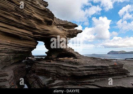 Galapagos-Seelöwen, Zalophus Wollebaeki, Puerto Egas Insel Santiago, Galapagos-Inseln, Ecuador Stockfoto