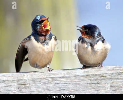 Detaillierte schließen sich zwei Rauchschwalbe (Hirundo Rustica), mit einem temperamentvollen jemanden, der eine ein Zorn passen Stockfoto