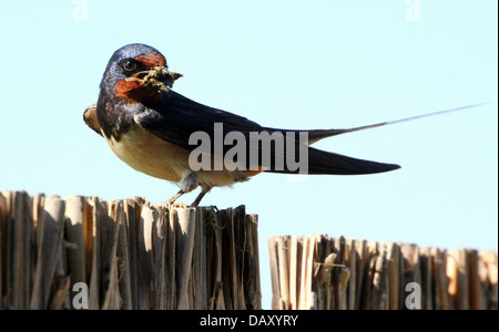 Ausführlichen schließen sich von einer Rauchschwalbe (Hirundo Rustica) posiert auf einem Zaun vor einem strahlend blauen Himmel mit einige Insekten, die er gefangen Stockfoto