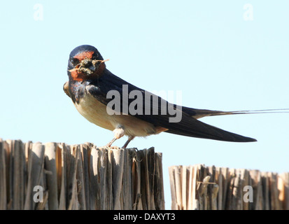 Ausführlichen schließen sich von einer Rauchschwalbe (Hirundo Rustica) posiert auf einem Zaun vor einem strahlend blauen Himmel mit einige Insekten, die er gefangen Stockfoto