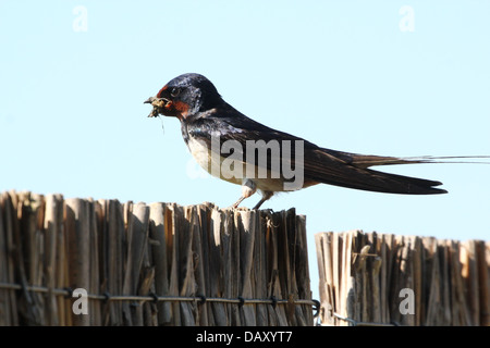 Ausführlichen schließen sich von einer Rauchschwalbe (Hirundo Rustica) posiert auf einem Zaun vor einem strahlend blauen Himmel mit einige Insekten, die er gefangen Stockfoto