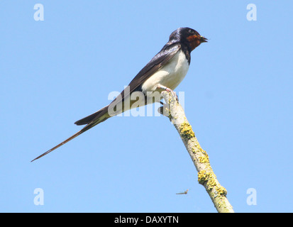 Ausführlichen schließen sich von einer Rauchschwalbe (Hirundo Rustica) posiert vor einem strahlend blauen Himmel mit einige Insekten, die er gefangen Stockfoto