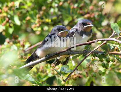 Ausführlichen schließen sich von zwei jungen juvenile Rauchschwalbe (Hirundo Rustica) posieren zusammen auf einem Ast Stockfoto