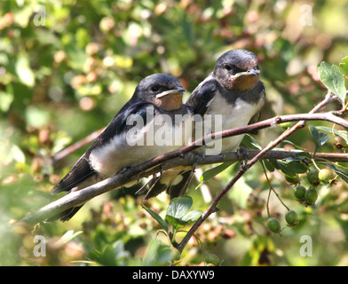 Ausführlichen schließen sich von zwei jungen juvenile Rauchschwalbe (Hirundo Rustica) posieren zusammen auf einem Ast Stockfoto